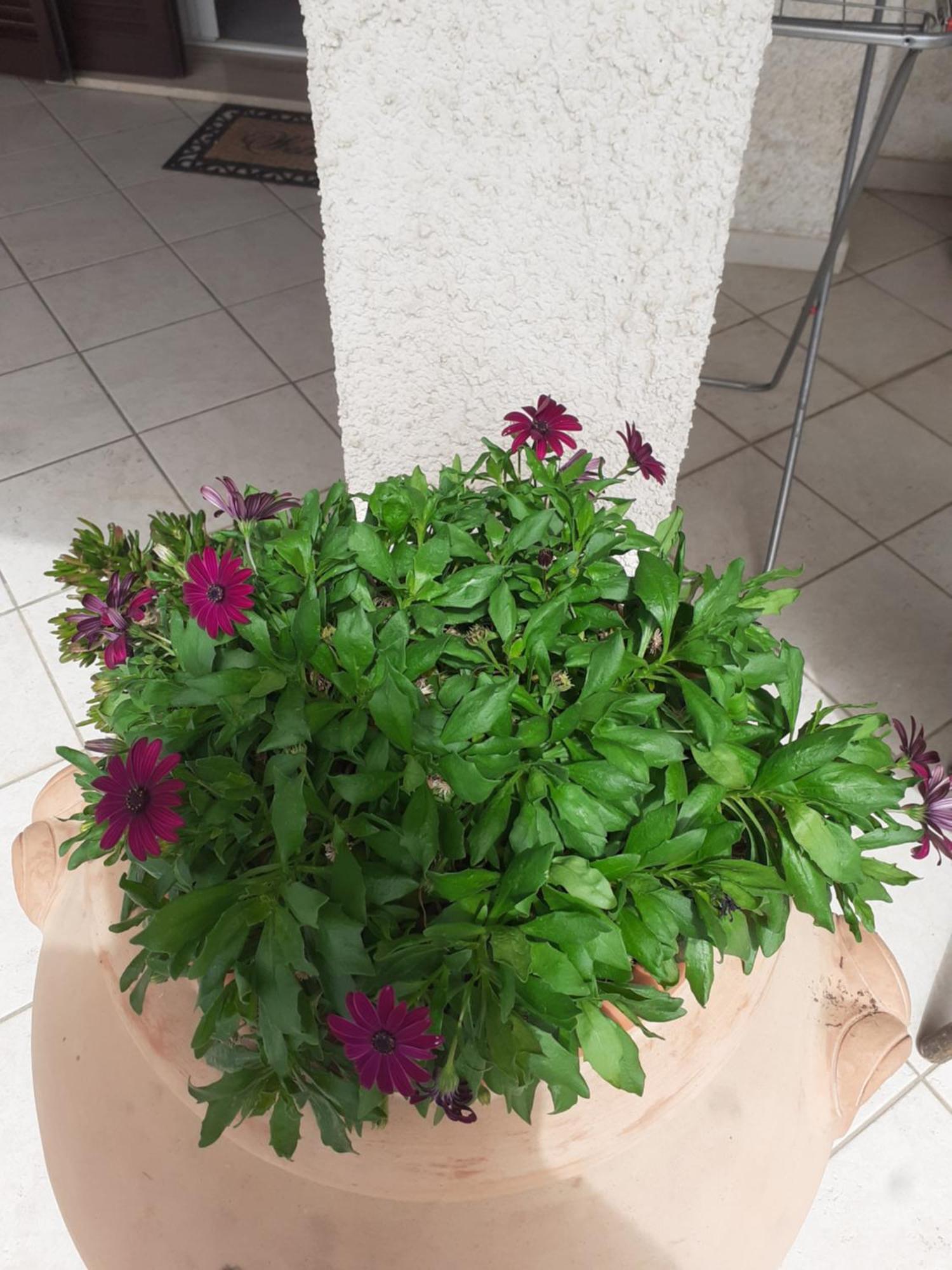 Hotel B&B Rispescia Grosseto Exterior photo